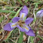 Iris unguicularis 花