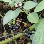 Solanum scabrum Frucht