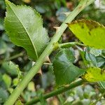 Rosa sempervirens Bark