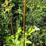 Filipendula ulmaria Casca