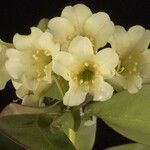 Rhododendron trichocladum Flower