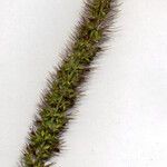 Setaria verticillata फल