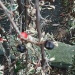 Cotoneaster microphyllus Gyümölcs