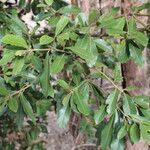 Laurus azorica 葉