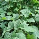 Heracleum sphondylium Habitus