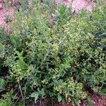 Rubia tinctorum অভ্যাস