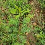 Indigofera arrecta Leaf