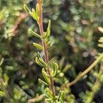 Eriogonum fasciculatum Ліст