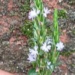 Pseudelephantopus spicatus Flower