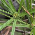 Cyperus aromaticusFloro