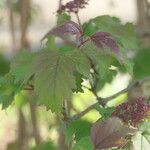 Viburnum sargentii Leaf