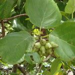 Cordia sebestena Fruit