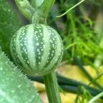 Bryonia verrucosa Fruit