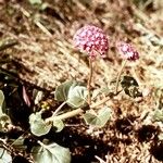 Abronia fragrans Habit