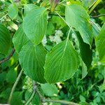Cornus alternifolia List