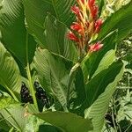 Canna × hybrida Habitus