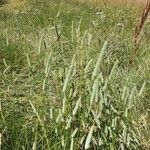 Phleum pratense Flower