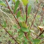 Berberis vulgarisFuelha