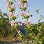 Morina persica Flower