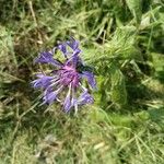 Centaurea triumfettiiКветка