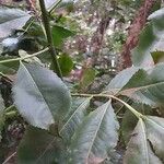 Catha edulis Φύλλο