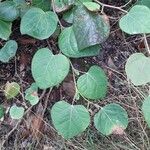 Disanthus cercidifolius Leaf