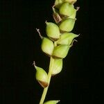 Carex globularis Fruto