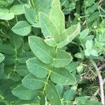 Astragalus frigidus Blatt