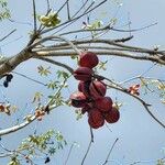 Sterculia foetida Frukto