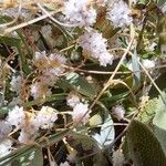 Cuscuta approximata Flower