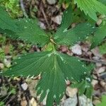 Hydrophyllum virginianum Hoja