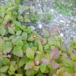 Rubus arcticus Fruit