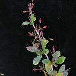 Berberis koehneana Staniste