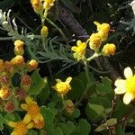 Cineraria geifolia