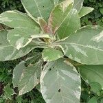 Nicotiana tomentosa Blad