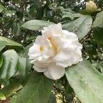 Camellia oleiferaFlor