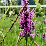 Stachys officinalisFlower