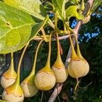 Styrax japonicus Plod