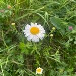 Leucanthemum ircutianumFlower