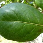 Chrysobalanus icaco Feuille