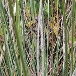 Juncus acutus Bark