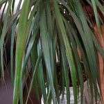 Dracaena reflexa Folio