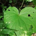 Piper umbellatum Leaf