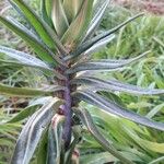 Euphorbia lathyris Leaf