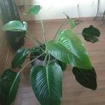 Philodendron davidsonii Yaprak