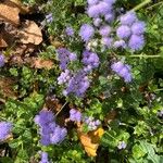 Ageratum houstonianumFlor