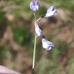 Vicia parviflora Cvet