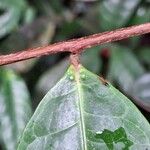 Acridocarpus longifolius Bark