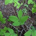 Vaccinium ovalifolium Folio