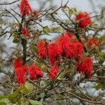 Erythrina abyssinica Flower